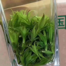 苦丁茶-青山绿水总是情。。。