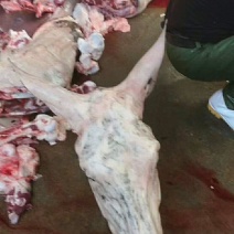 生鲜驴头新鲜干净质量好颜色好