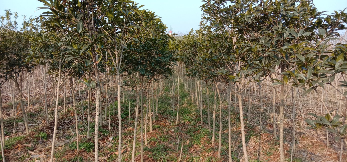 丹桂树林种植实景,整齐排列,叶片翠绿,花香四溢 丹桂树林种植实景