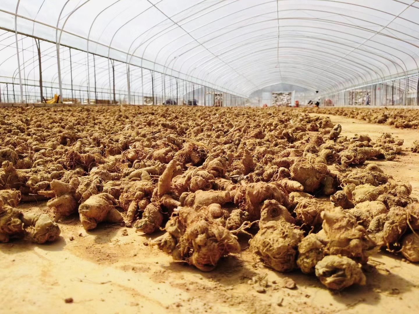 三七毛晾晒加工过程