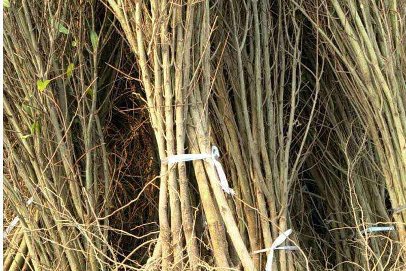 展示软籽石榴扦插繁殖过程中选取插条、处理插条、插入基质的步骤图解 软籽石榴扦插繁殖操作流程