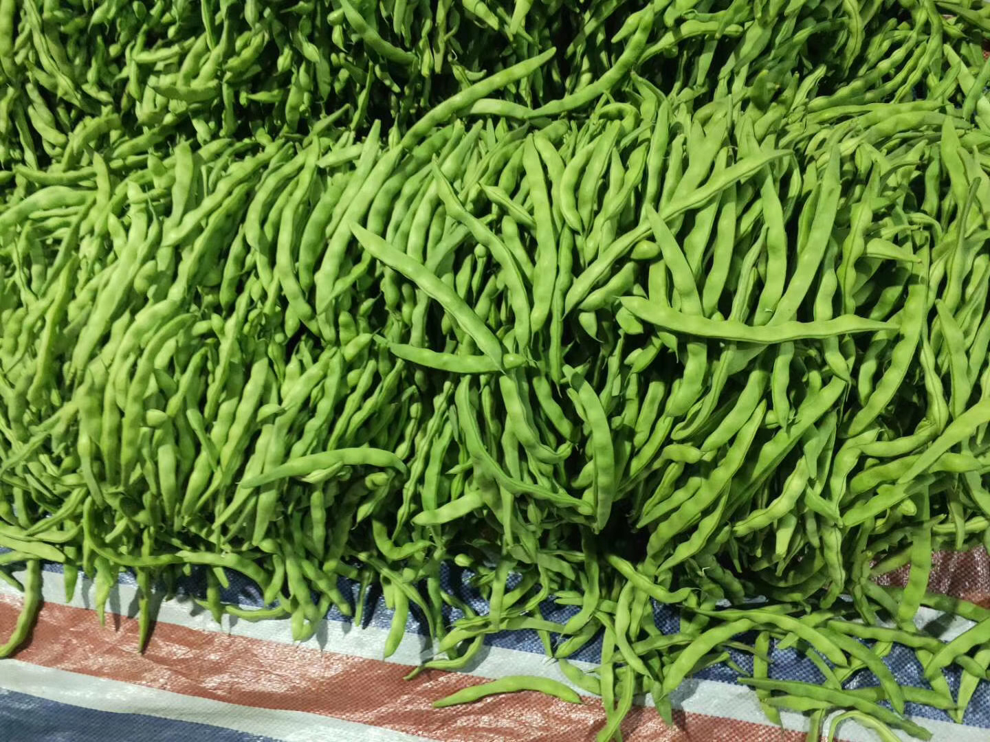 左图为红烧芸豆配土豆块,色泽棕红,豆体饱满;右图为清炒长豇豆,翠绿油亮,断面可见中空结构,展现其脆嫩质感 芸豆与豆角烹饪成品对比图