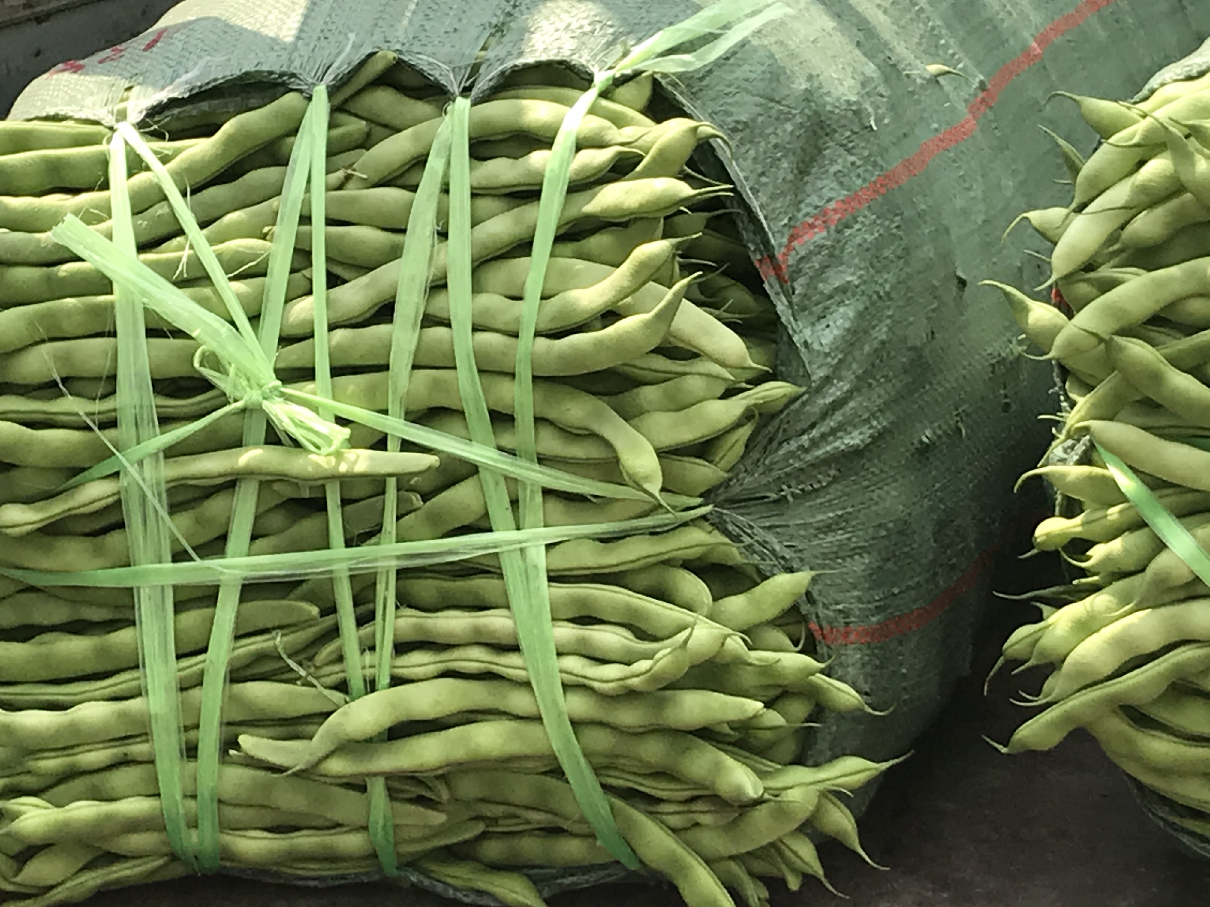 芸豆特写