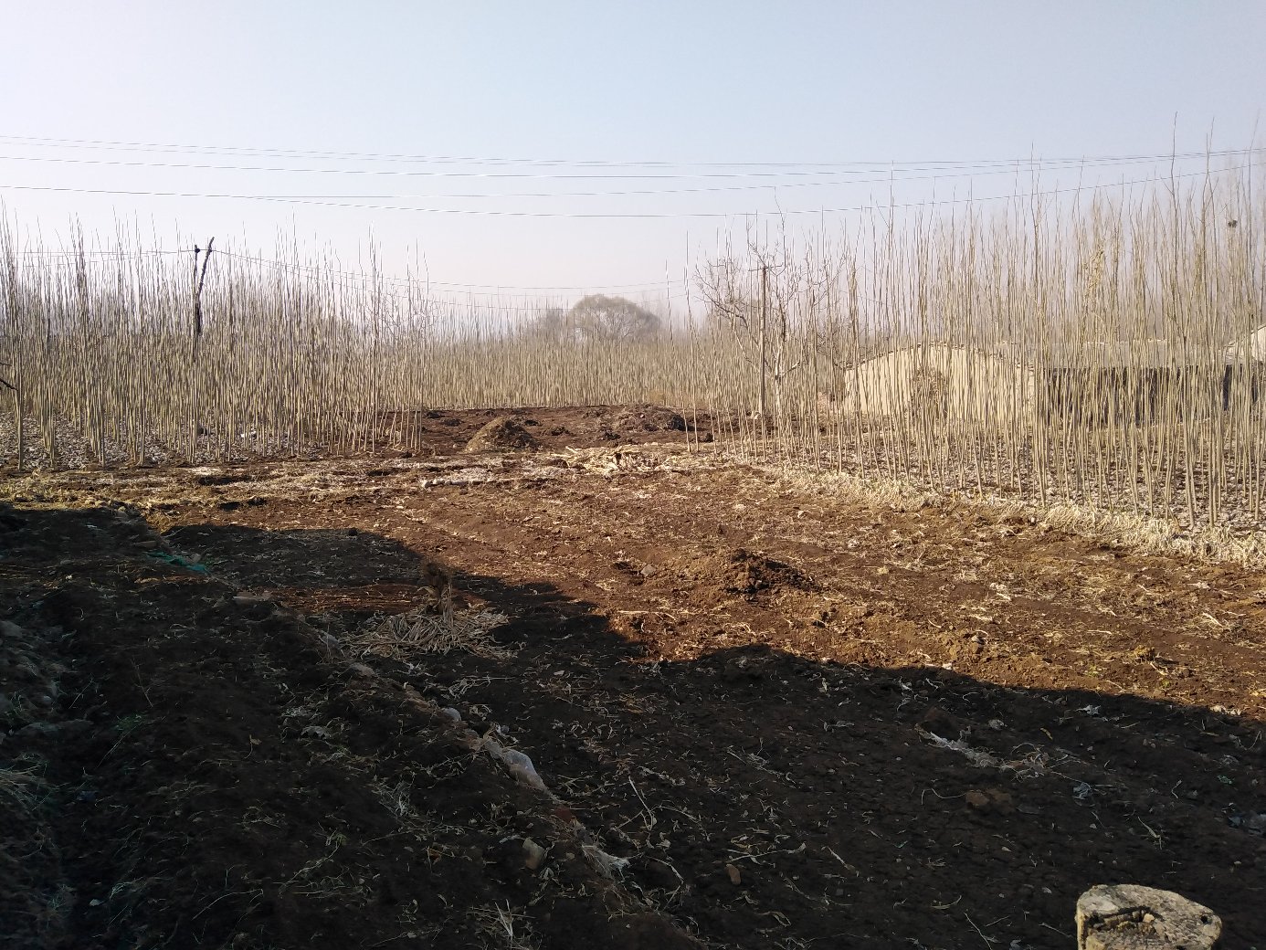 李子杨果园种植场景,果树整齐排列,果实挂满枝头,背景为阳光下的山地环境 李子杨果园种植场景