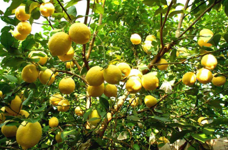 图中展示一棵挂满金黄色柠檬的柠檬树,果实饱满,颜色鲜艳,背景为秋季果园环境 柠檬树果实成熟期展示