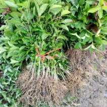 桂花树桂花苗金桂花苗八月桂花苗成活率现挖现发
