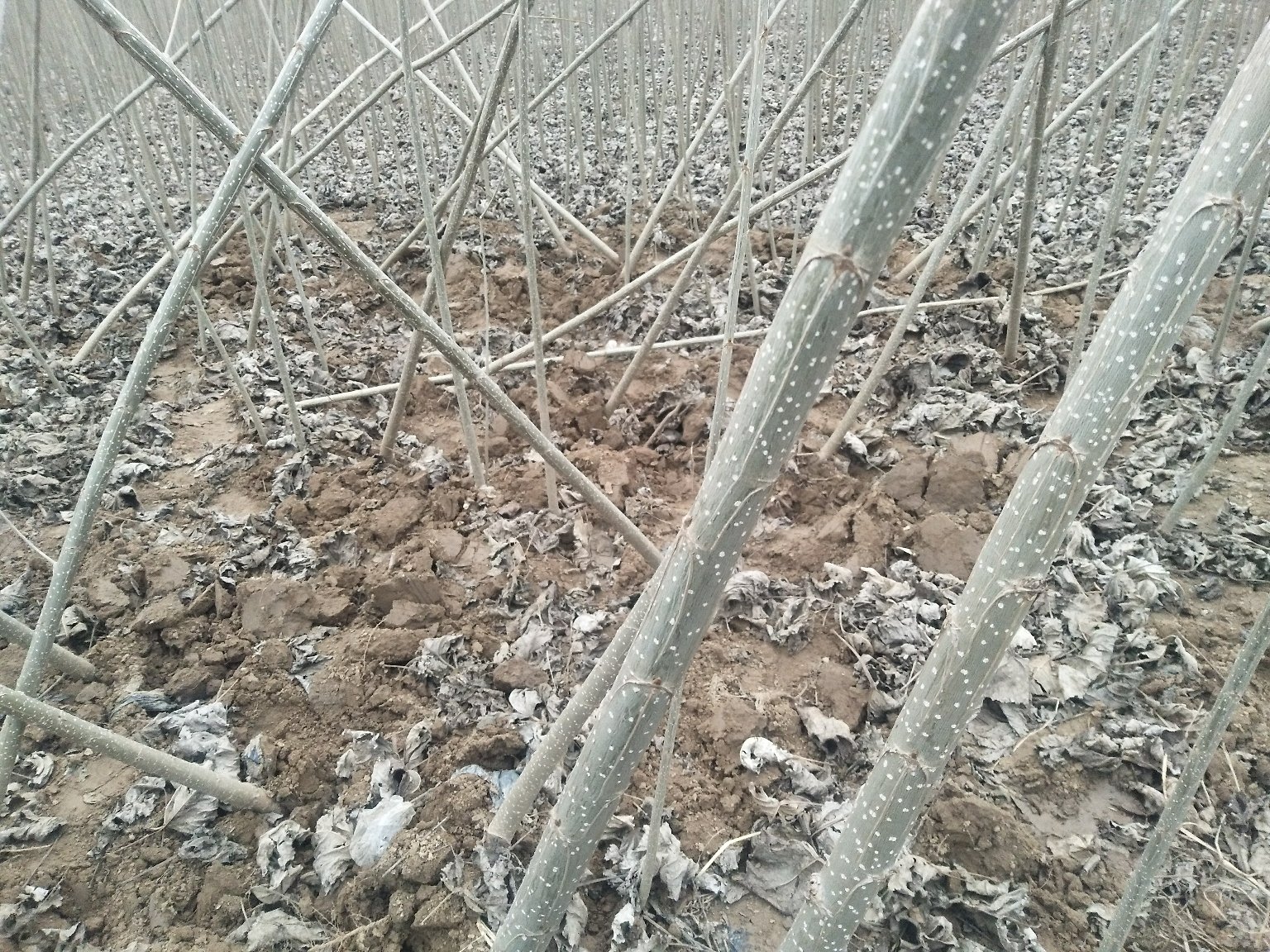 白菜苗发白症状图