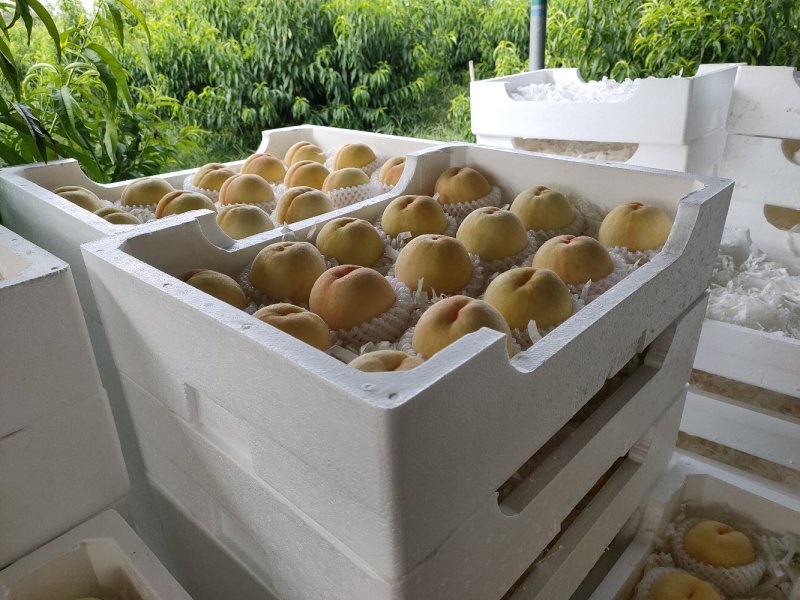江苏新沂踢球山水蜜桃 (80mm以上)一级精品桃
