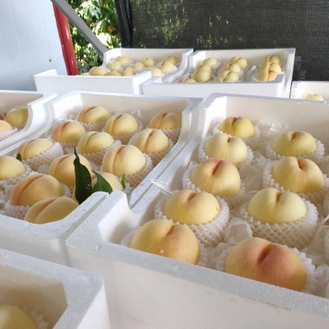 [蜜桃批发]江苏徐州新沂市桃 4.00元/斤新沂水蜜桃(一级精品 _ 一亩田