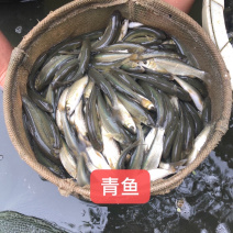 青鱼螺丝青质量好价格美丽