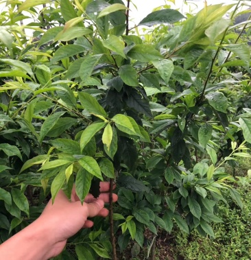 三华李苗场地大量有苗供应 量多价格大优惠