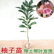 三红抽子苗，蓝宝石，各个品种全