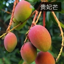 优良品种南方水果芒果苗各种品种，