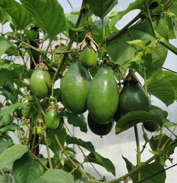 百香果苗子 木瓜百香果苗 香蜜百香果苗