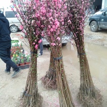桃花桃花苗碧桃花苗广西桂林大红碧桃花苗