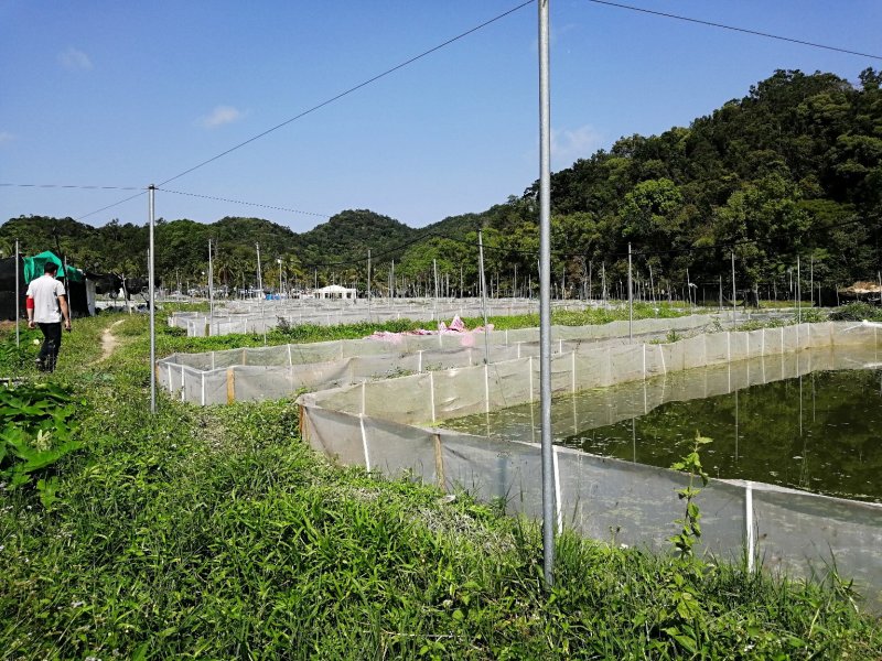 海南牛蛙养殖基地图片