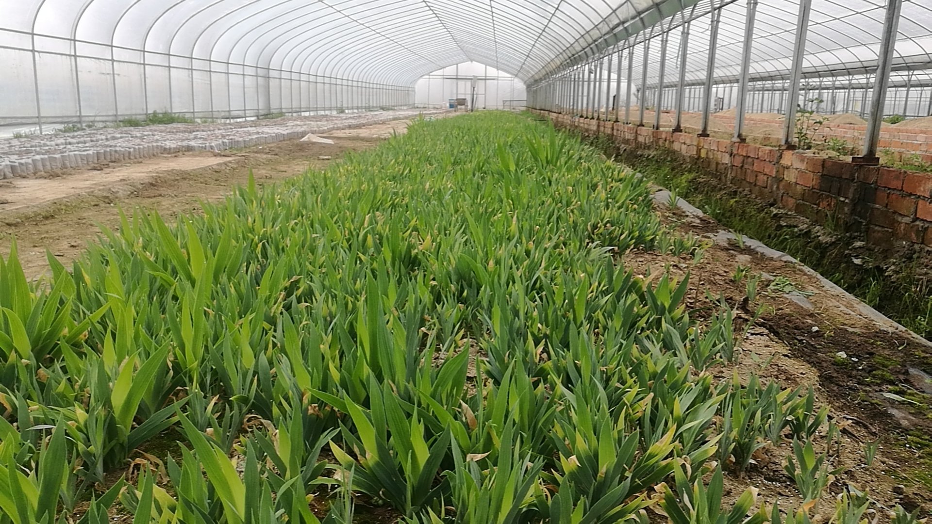 百合种植大棚内部