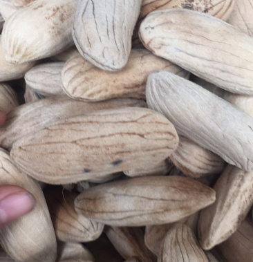 芒果核中药材批发量大包邮量大包邮芒果核无硫