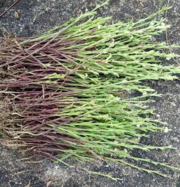 00元/斤 - 一亩田