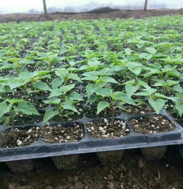 楸树苗楸树小苗楸树基地楸树