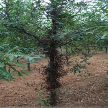皂角树