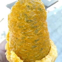 九月瓜苗，九月黄，牛卵坨基地直销欢迎光临