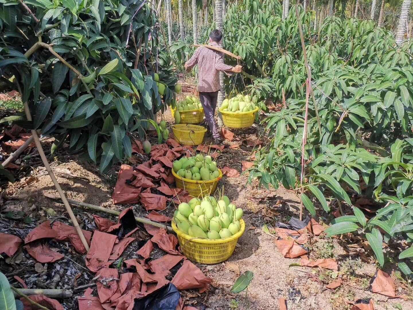 桂七芒采摘现场