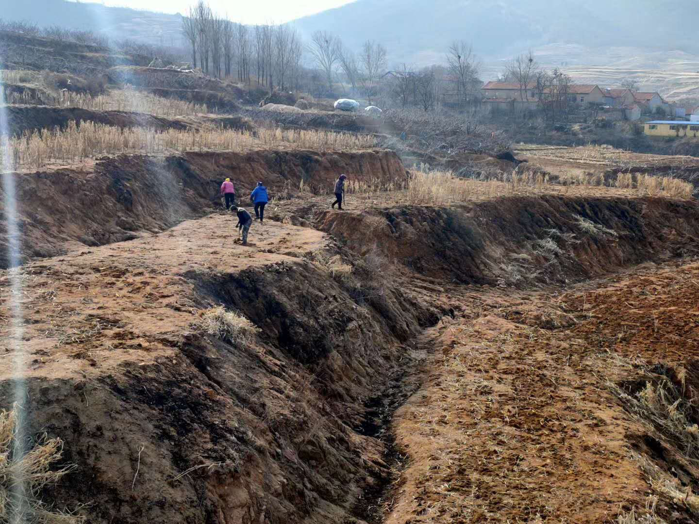 小米田间种植图