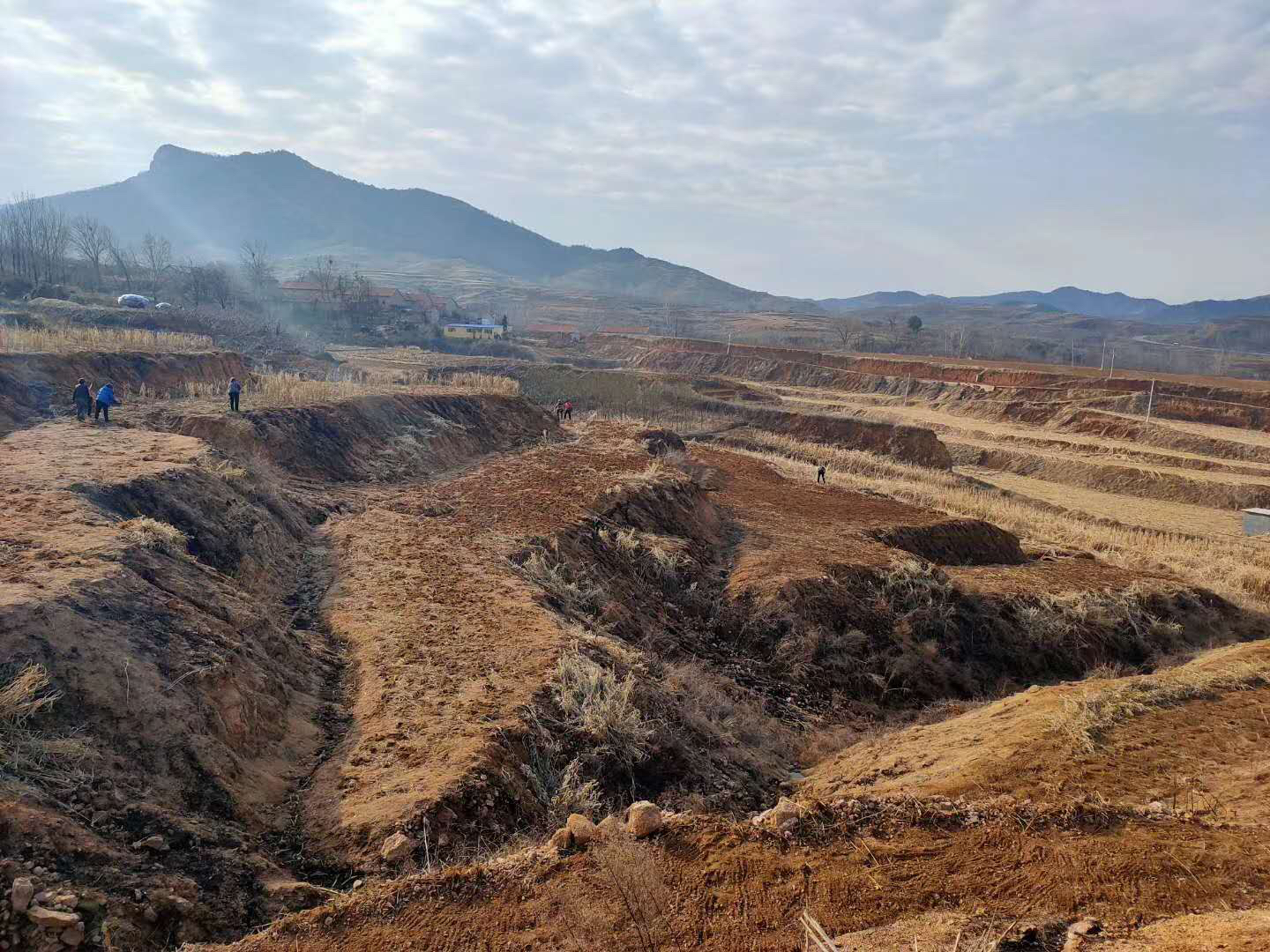 小米种植基地航拍图