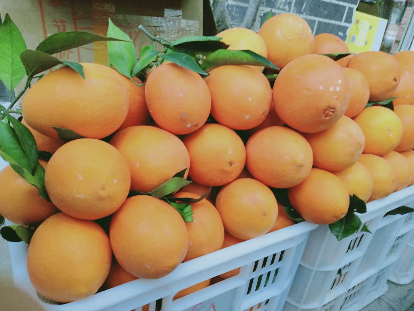 夏橙与奉节晚脐橙果实对比特写：左侧为成熟夏橙（果皮橙红带微黄晕，油胞细密凸起，横径72–78mm，纵径68–74mm）；右侧为奉节晚脐橙（果皮深橙红，蜡质层厚，顶部具明显脐孔，横径81–86mm，纵径76–82mm），两果并置于白色无影布上，背景虚化
