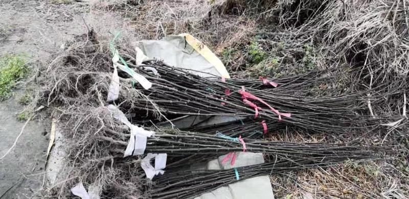 胡椒根种植基地