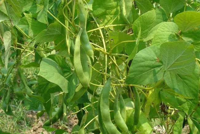 芸豆豆荚成熟挂枝