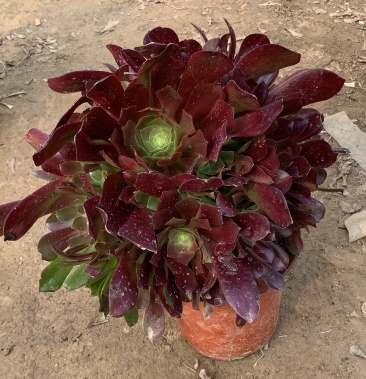 老桩多肉植物 欧版紫羊绒法师手捧花行花型周正