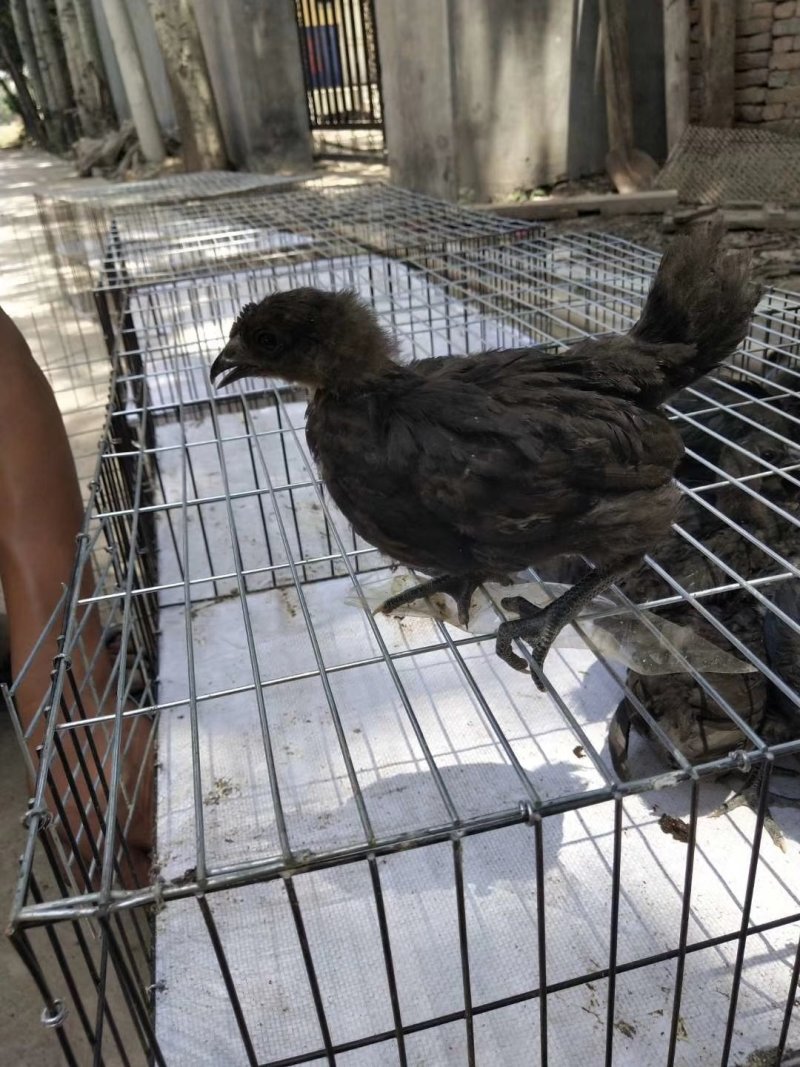 五黑鸡苗纯种五黑鸡苗批发