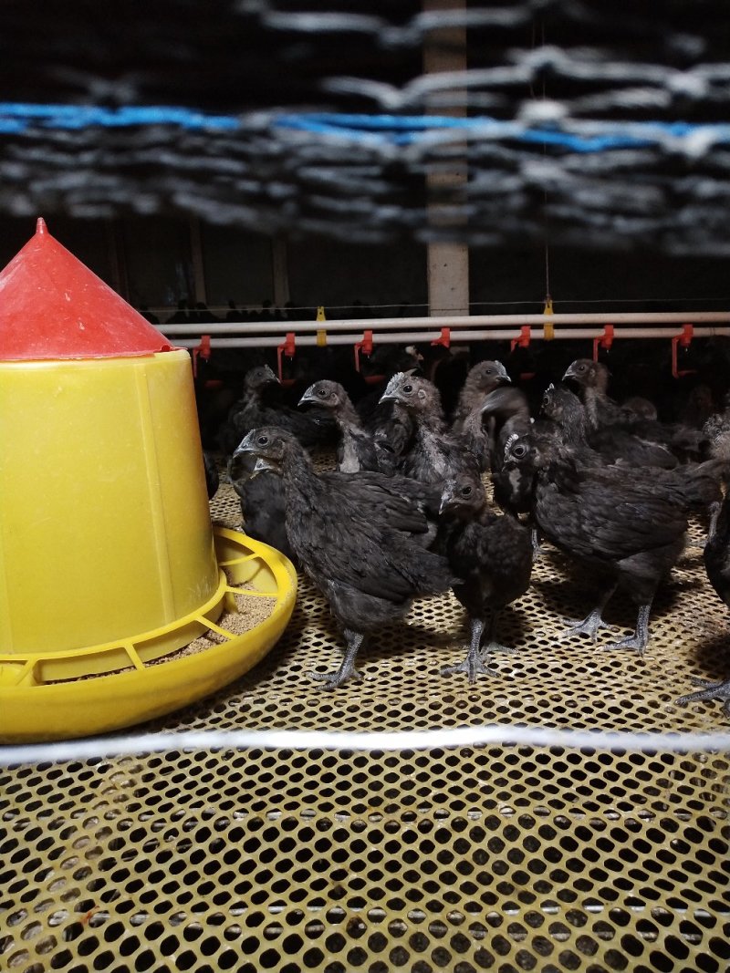 五黑鸡苗纯种五黑鸡苗批发