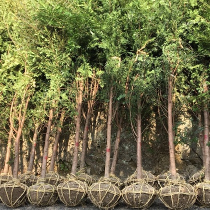 绍兴南方红豆杉产地行情