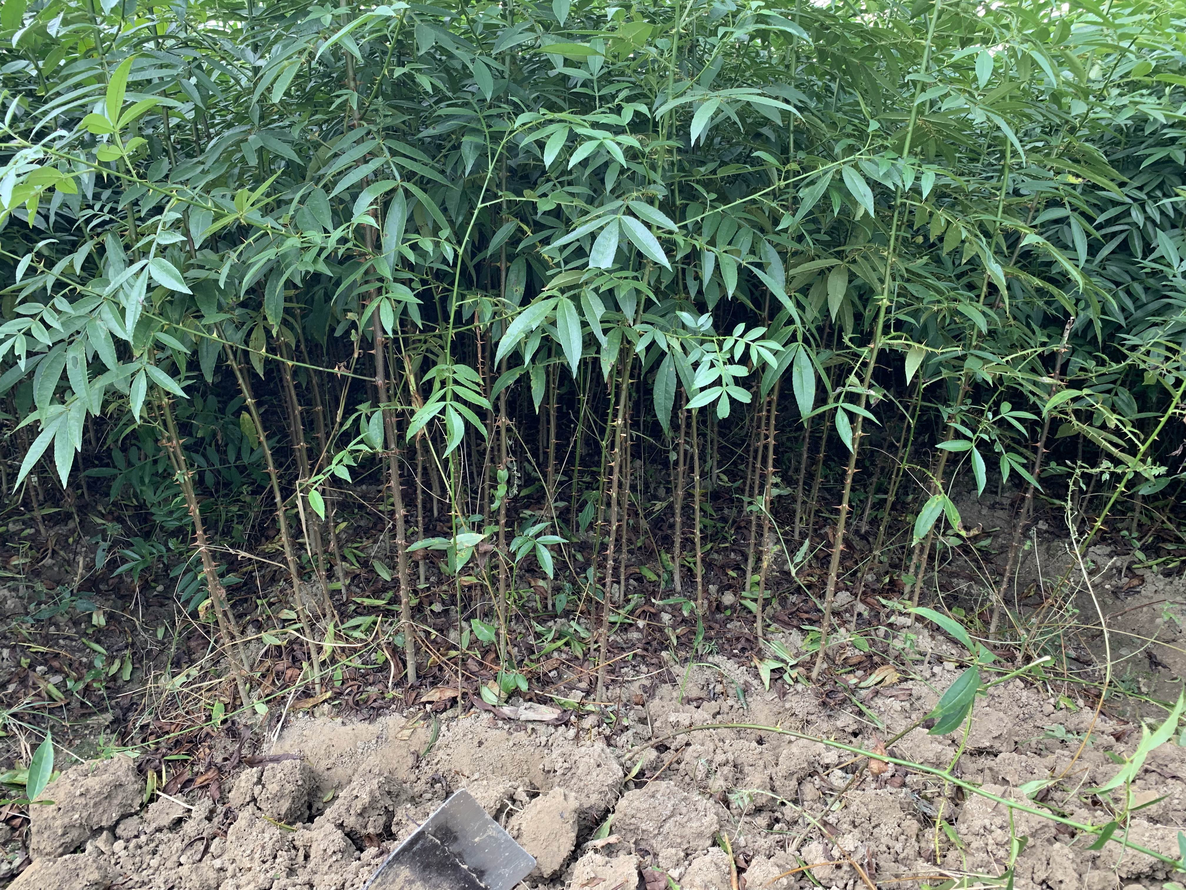 图示:技术人员左手持2年生花椒实生砧木苗,右手持双刃芽接刀在砧木光滑处切出‘T’形切口(横切口长1cm,竖切口长2cm),轻剥开树皮,取‘九叶青’品种当年生枝条中部饱满芽片(带少量木质部),嵌入后仅露出芽眼,用红色聚乙烯薄膜自下而上紧密缠绕4圈,接口完全密闭 花椒夏季贴芽接操作全过程图