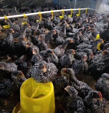 [芦花鸡苗批发]纯种芦花鸡苗,脱温芦花鸡苗,活体全国发货,包活到家