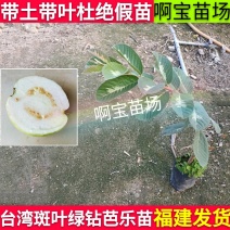 台湾热销品种斑叶绿钻芭乐嫁接苗