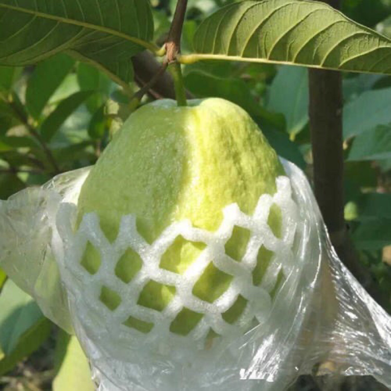 番石榴批发零售价格优惠