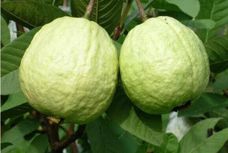 番石榴批发零售价格优惠