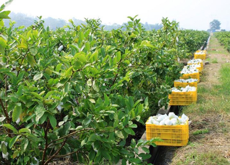 番石榴批发零售价格优惠