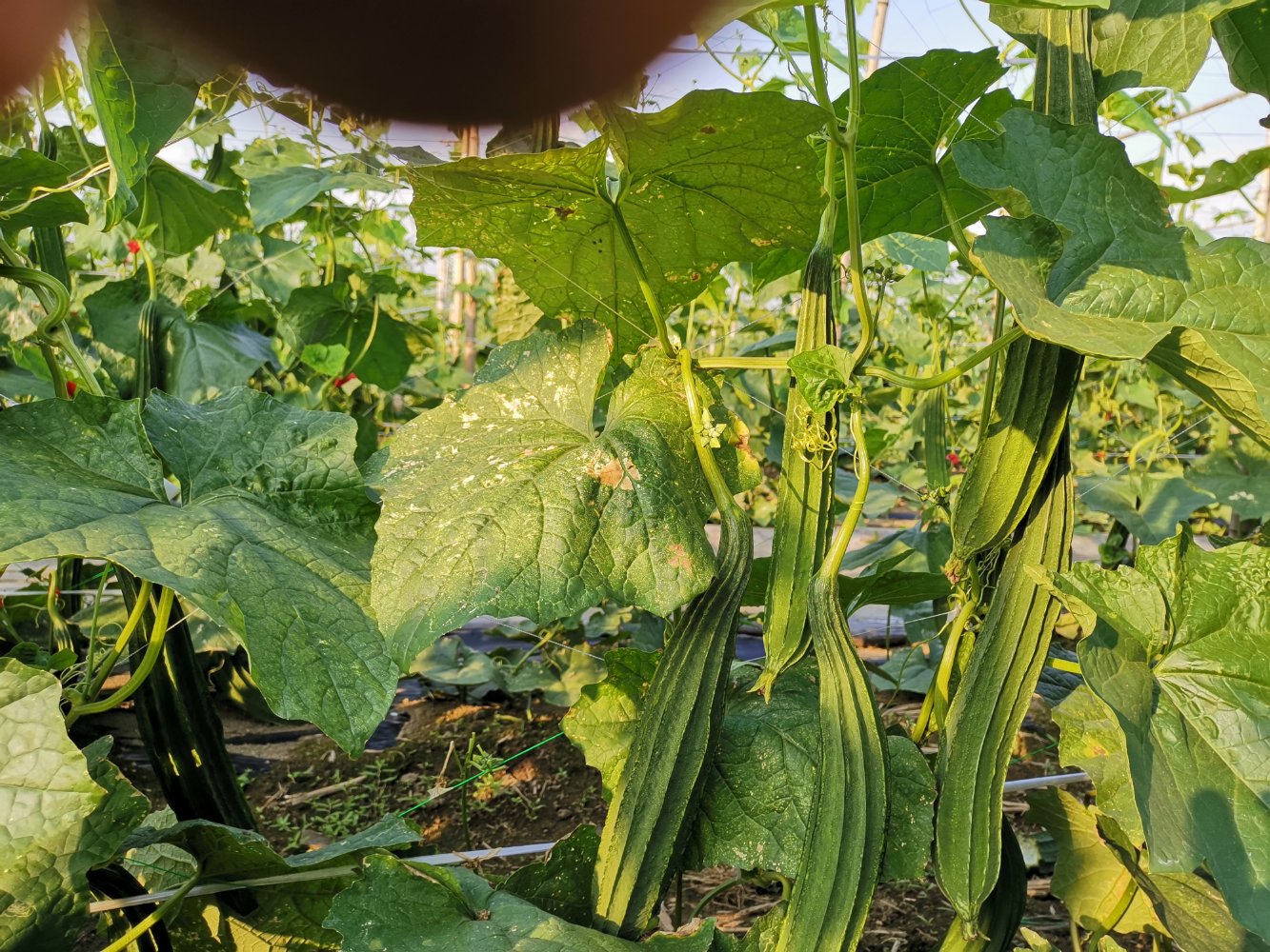 一根新鲜采摘的翠绿色丝瓜,表面光滑带有细小绒毛,背景为田园菜地,阳光柔和,突出其自然生态属性 丝瓜特写