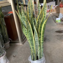 260#精品大白盆有根虎皮兰一件12盆一件264元