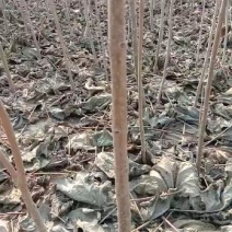 梓树