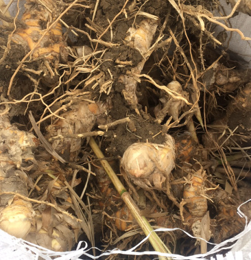 绿洲一号菌草芦竹耐寒耐旱