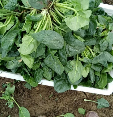 [菠菜批发]厚叶菠菜价格0.70元/斤 - 一亩田