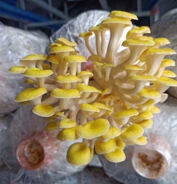 [蘑菇批发]新鲜黄金菇(愉黄蘑)价格20.00元/斤 - 一亩田