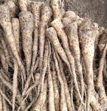 优质,无菌,白玉山药豆苗