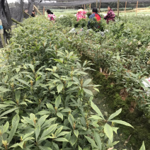 桢楠（纯种小叶桢楠）